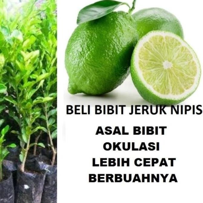 

Terlaris Tanaman Hias Bibit Jeruk Nipis Laris