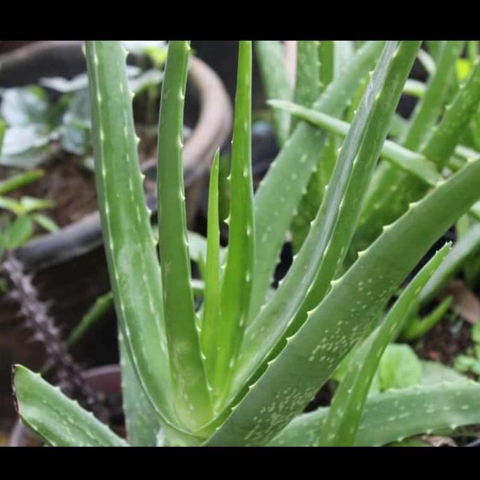 

Terlaris Bibit Tanaman Lidah Buaya Tanaman Aloe Vera