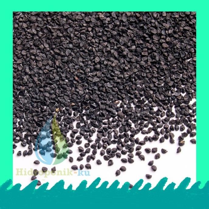 

Terlaris Benih/ Bibit Bawang Merah 150 Biji Lokananta F1 Hibrida Hidroponik Ku