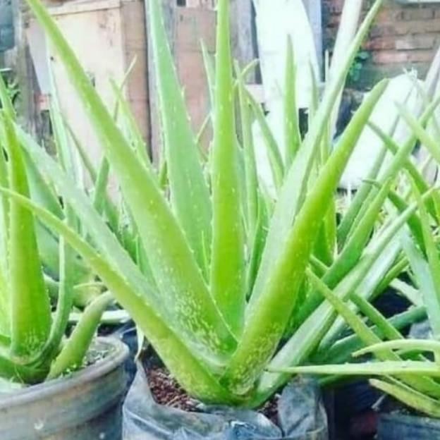 

Terlaris Produk Baru Bibit Tanaman Hias Lidah Buaya Aloevera