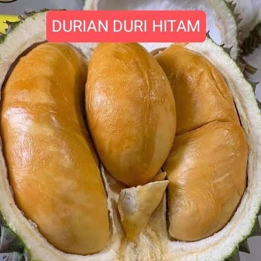 

Terlaris Bibit Durian Duri Hitam Valid Dan Berkualitas