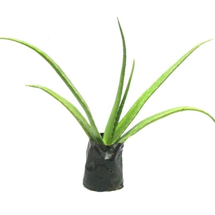

Terlaris Bibit Bunga Lidah Buaya / Aloe Vera