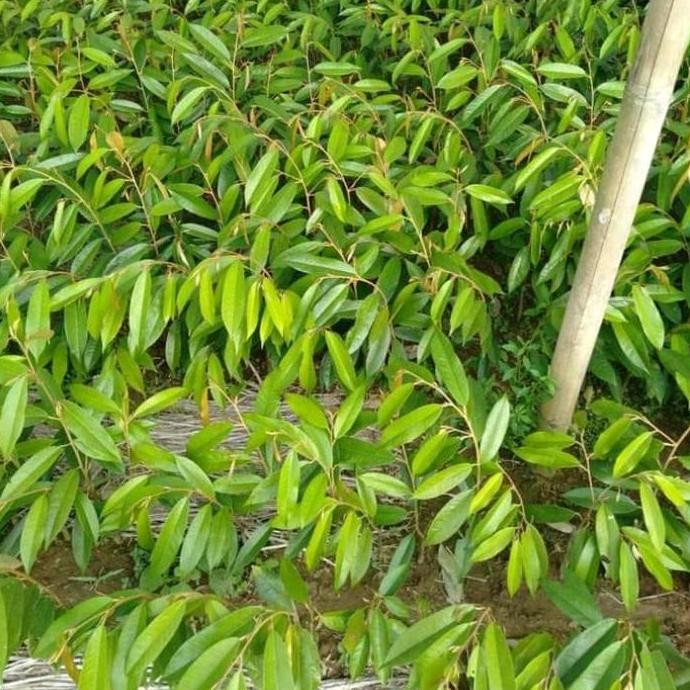 

Terlaris Bibit Durian Bangkok Super Hasil Okulasi Jaminan Asli