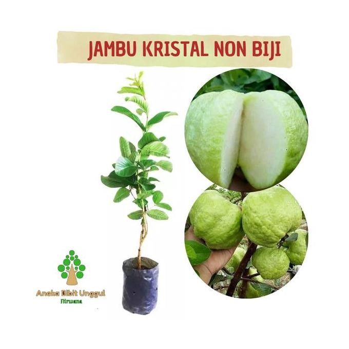 

Terlaris Bibit Buah Jambu Kristal Non Biji Jambu Kristal Tanpa Biji