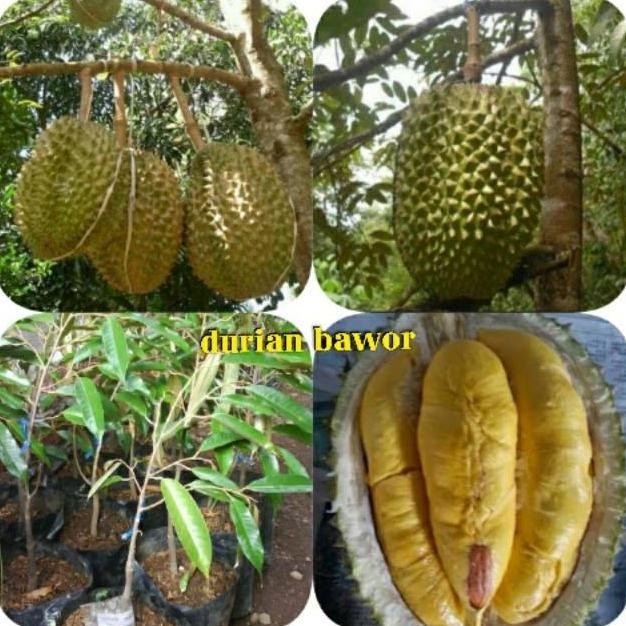 

Terlaris Paket 4 Bibit Durian Bawor Okulasi | Tanaman Buah Buahan Pendek