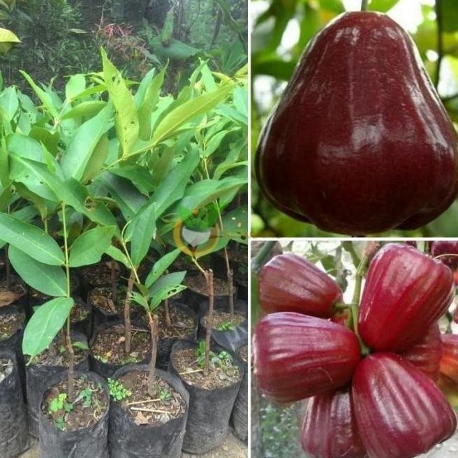 

Terlaris Bibit Tanaman Buah Jambu Air Black Kingkong