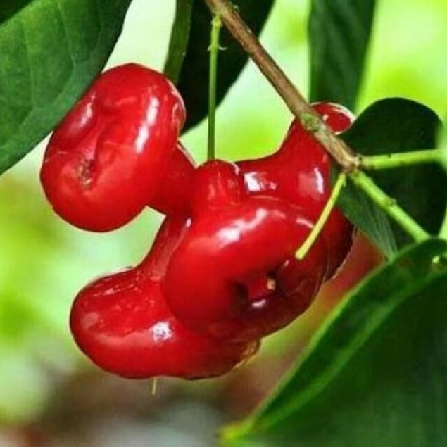 

Terlaris Bibit Pohon Jambu Air Kancing Berbuah Ewning