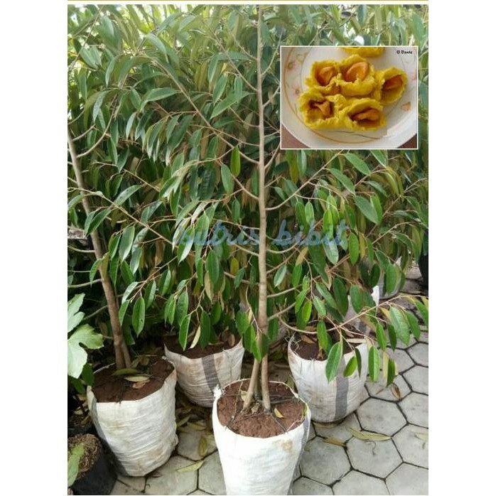

Terlaris Bibit Tanaman Pohon Buah Durian Musangking Kaki 3 Tinggi 3Meter
