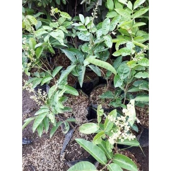 

Terlaris Bibit Kelengkeng Aroma Durian Sudah Berbunga, Atau Berbuah.