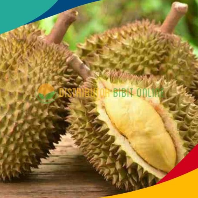 

Terlaris Bibit Durian Bawor