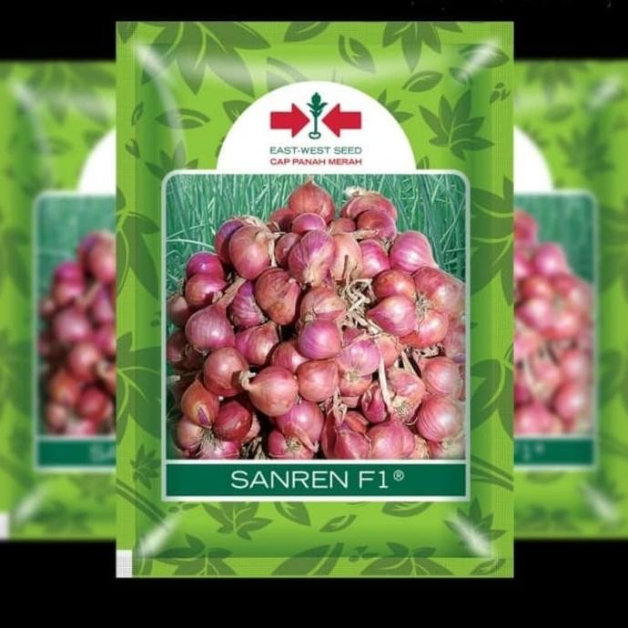 

Terlaris Benih Bibit Bawang Merah Senren Cap Panah Merah Lokananta