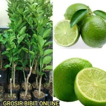 

Terlaris Bibit Tanaman Buah Jeruk Nipis Jumbo Siap Berbuah / Pohon Jeruk Nipis Laris