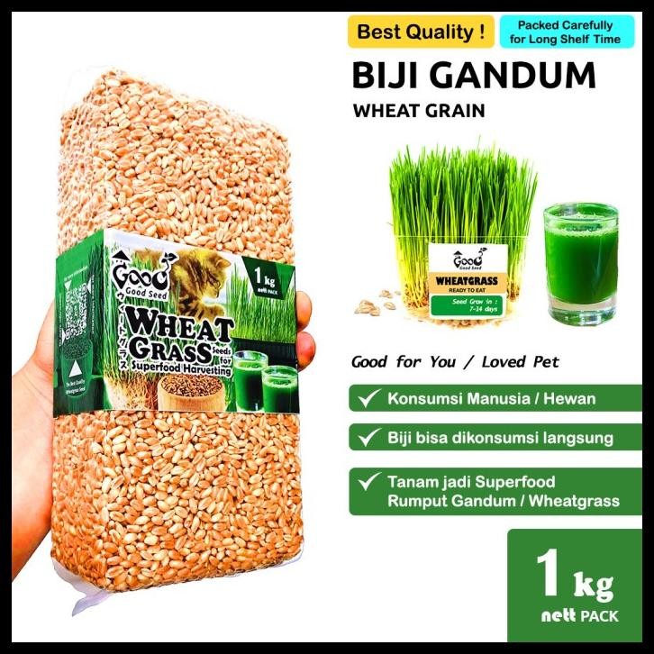 GOODSEED - BIJI GANDUM (BENIH WHEATGRASS) SUPERFOOD RUMPUT KUCING 1 KG