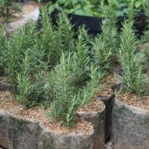 

Terlaris Bibit Tanaman Rosemary - Pohon Rosemary - Tanaman Herbal Eeee