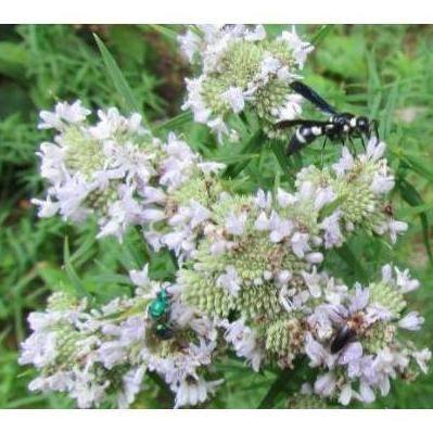 

Terlaris Ready Bibit Unggul Daun Mint Montain | Benih Menthol Mint