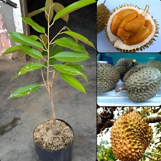 

Terlaris Bibit Tanaman Durian Oche | Duri Hitam Okulasi Tinggi 90-1M