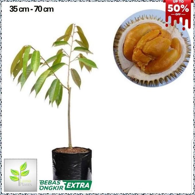 

Terlaris Bibit Durian Duri Hitam - Tanaman Buah Durian