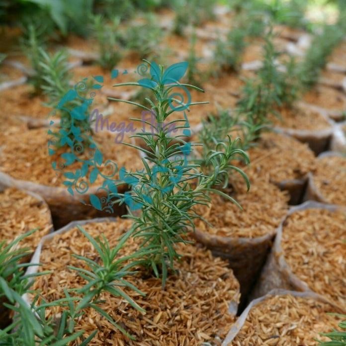 

Terlaris Bibit Tanaman Rosemary Hehias Bumbu Dn Barang Super