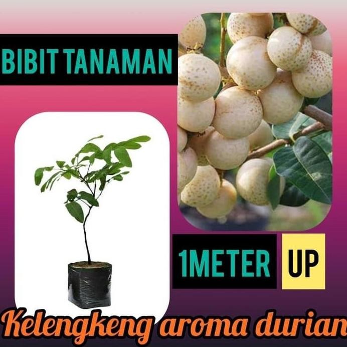 

Terlaris Bibit Lengkeng Aroma Durian 1 Meter