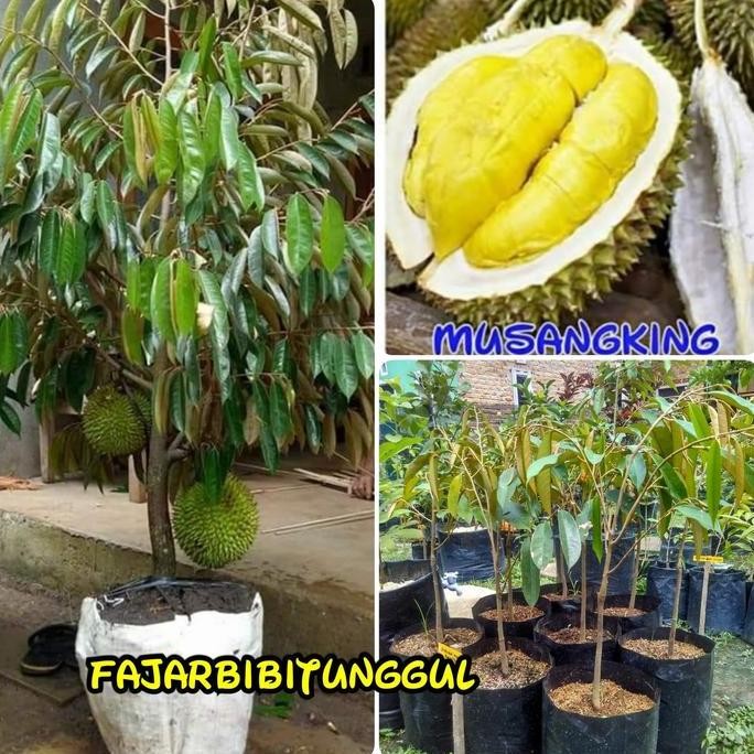 

Terlaris Bibit Durian Musangking Super (Bisa Berbuah Di Pot)