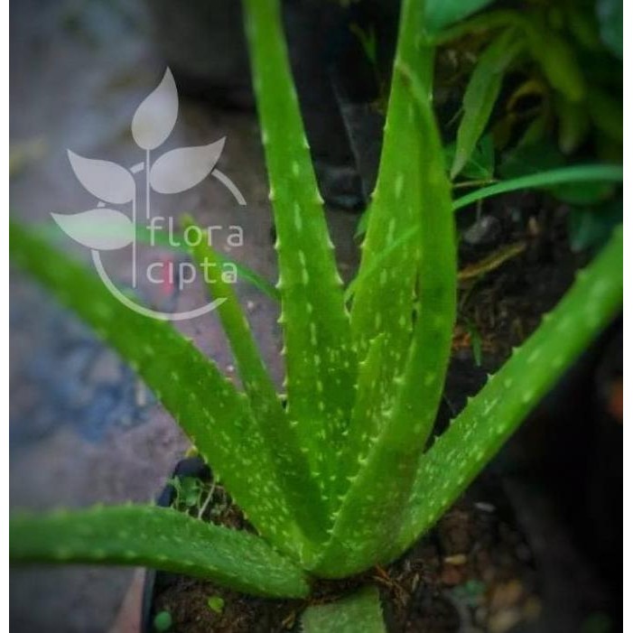 

Terlaris Bibit Tanaman Lidah Buaya Aloe Vera Mmz