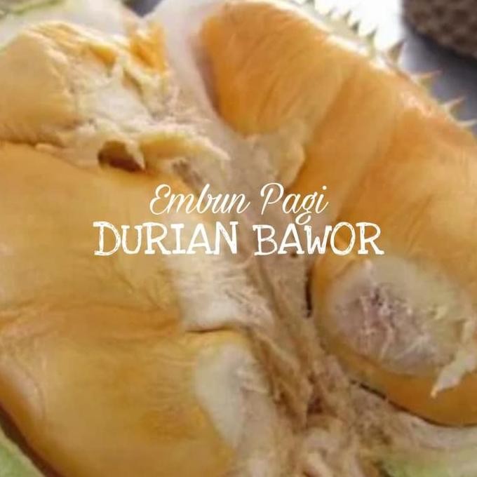 

Terlaris Bibit Durian Bawor Kaki 3 Unggul Cepat Berbuah