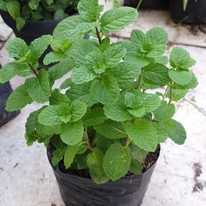 

Terlaris Terjamin Tanaman / Bibit Daun Mint / Peppermint