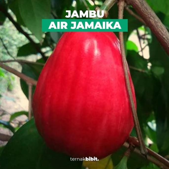 

Terlaris Ternakbibit - Bibit Jambu Air Jamaika Okulasi Cepat Berbuah Premium