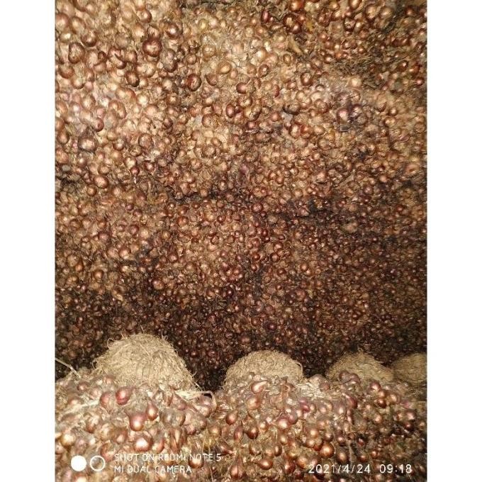 

Terlaris Bibit Bawang Merah Unggul Biru Lancor 1Kg(Siap Tumbuh) Ada Harga Ada