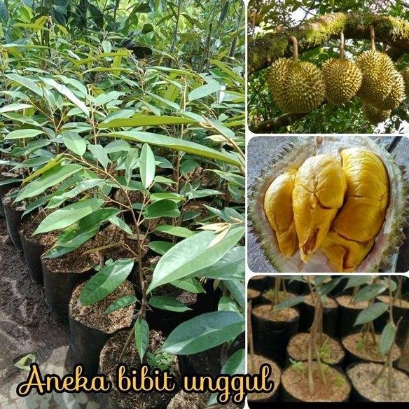 

Terlaris Bibit Tanaman Buah Durian Musang King Kaki 3 Unggul