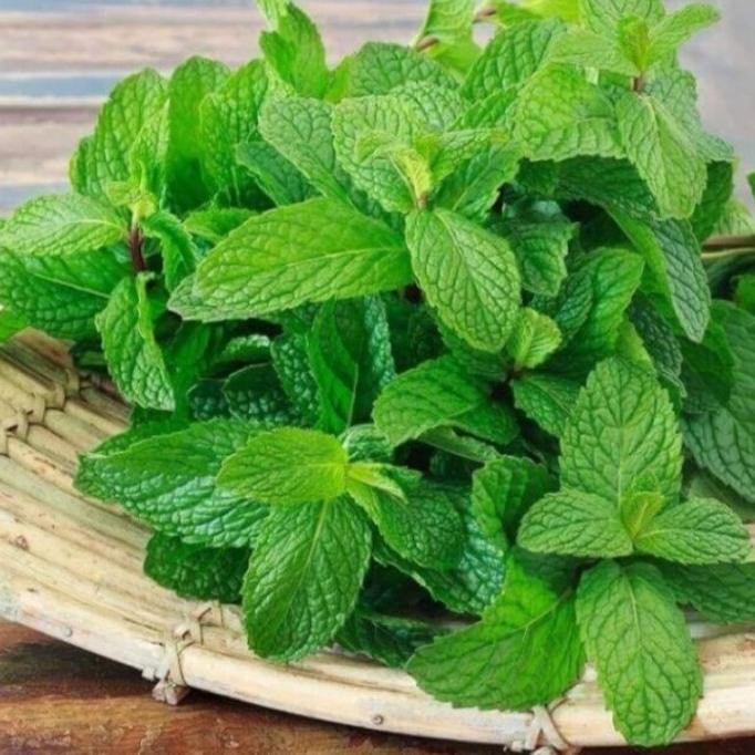 

Terlaris ( Bisa Cod ) Bibit Tanaman Daun Mint / Pohon Daun Mint Tanaman Herbal