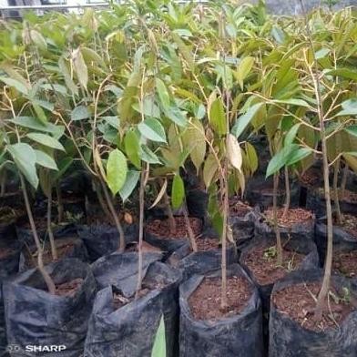 

Terlaris Bibit Durian Duri Hitam - Durian Oche