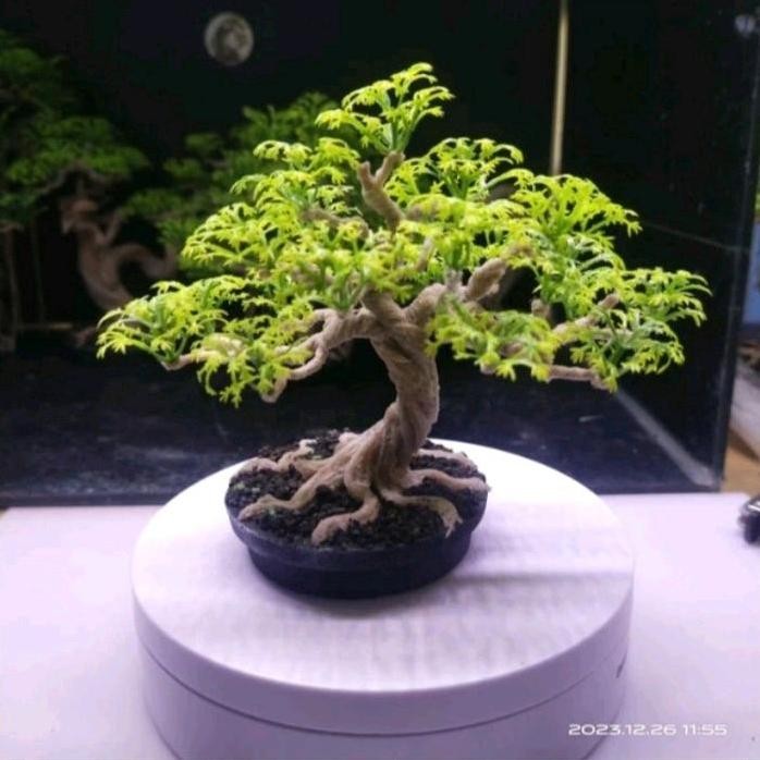 

Terlaris Bonsai Aquascape Replika Untuk Aquarium Dan Hiasan Meja
