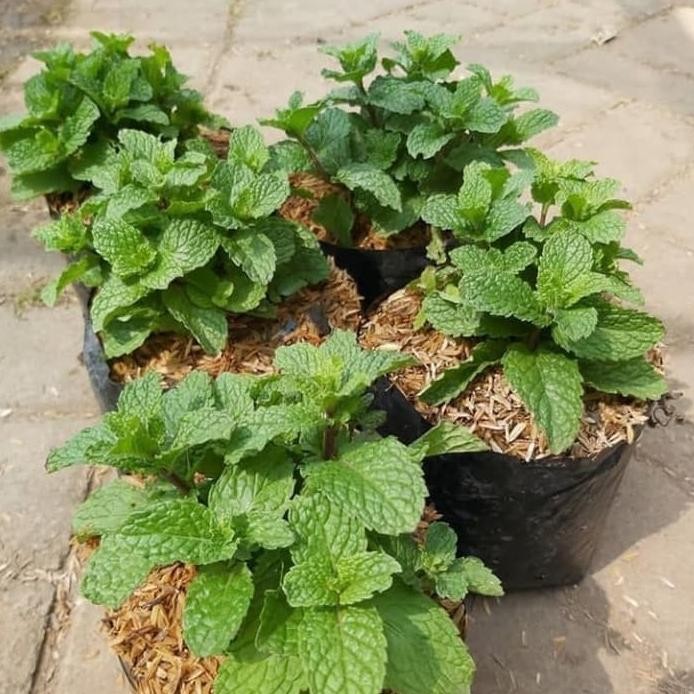 

Terlaris Bibit Tanaman Herbal Daun Mint - Peppermint - Menthol
