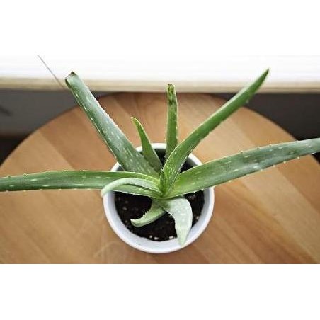 

Terlaris Pohon Lidah Buaya Bibit Sedang