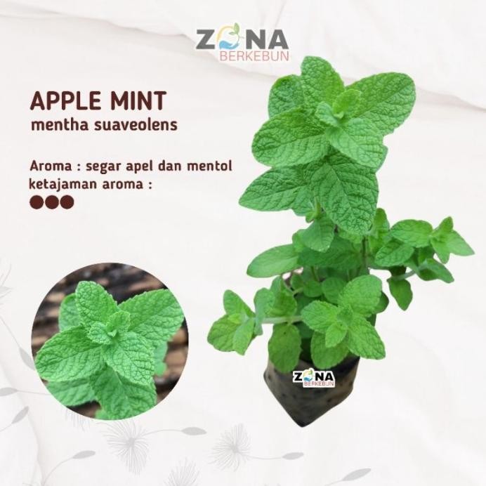 

Terlaris Tanaman Daun Mint Apple Mint / Tanaman Herbal Apel Mint / Bibit Mint