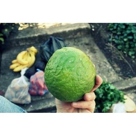 

Terlaris Bibit Tanaman Buah Jeruk Nipis Jumbo Barang Super