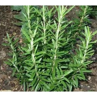 

Terlaris Bibit Tanaman Rosmari Rosemary