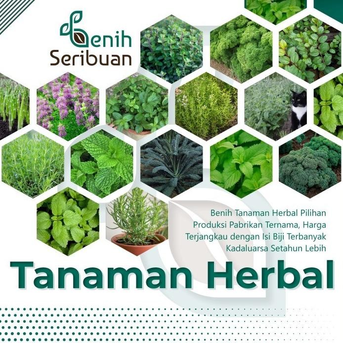 

Terlaris Bibit Herbal Benih Tanaman Herb Daun Mint Peppermint Kale Parsley Dll