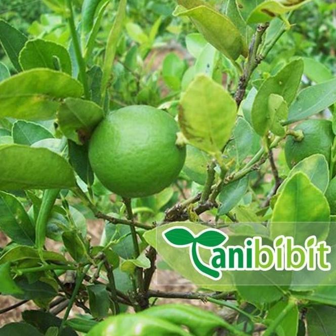 

Terlaris Bibit Pohon Jeruk Nipis Tanaman Buah Herbal Ax