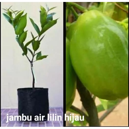 

Terlaris Bibit Jambu Lilin Hijau Jaminan Asli