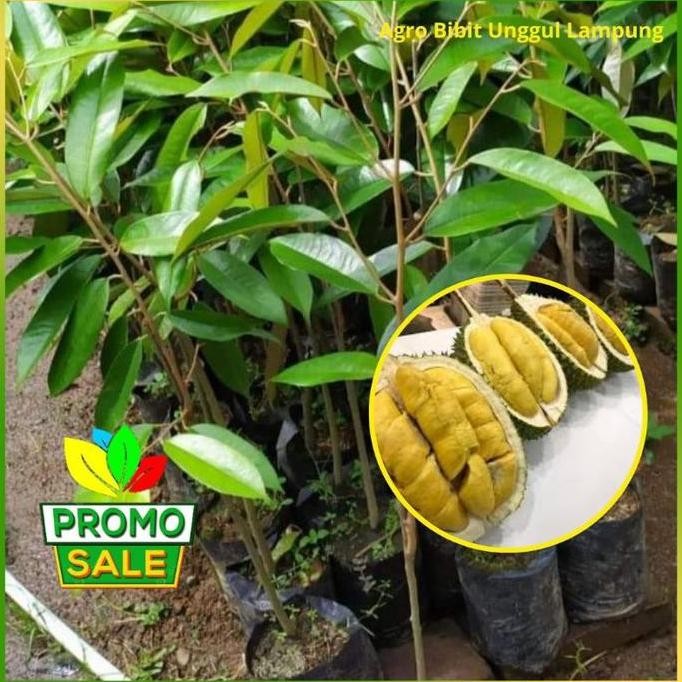 

Terlaris Bibit Durian Matahari Super Tanaman Sudah Okulasi Buah Lebat Pohon Bibit Durian