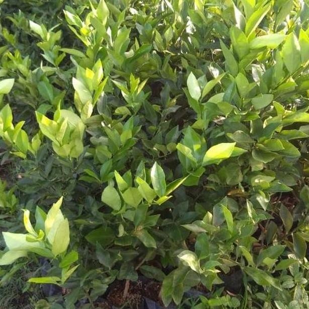 

Terlaris Bibit Tanaman Buah Jeruk Nipis Super Unggul Ax