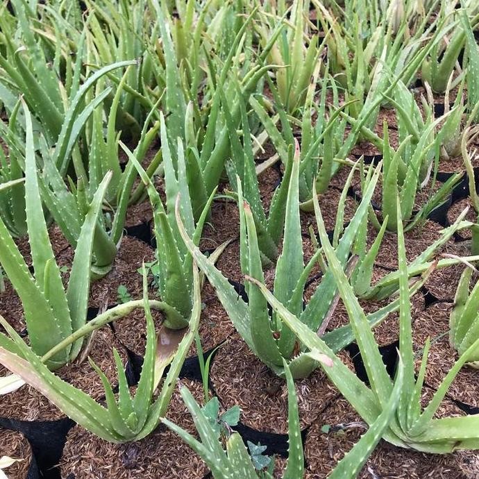 

Terlaris Bibit Pohon Lidah Buaya/Pohon Lidah Buaya