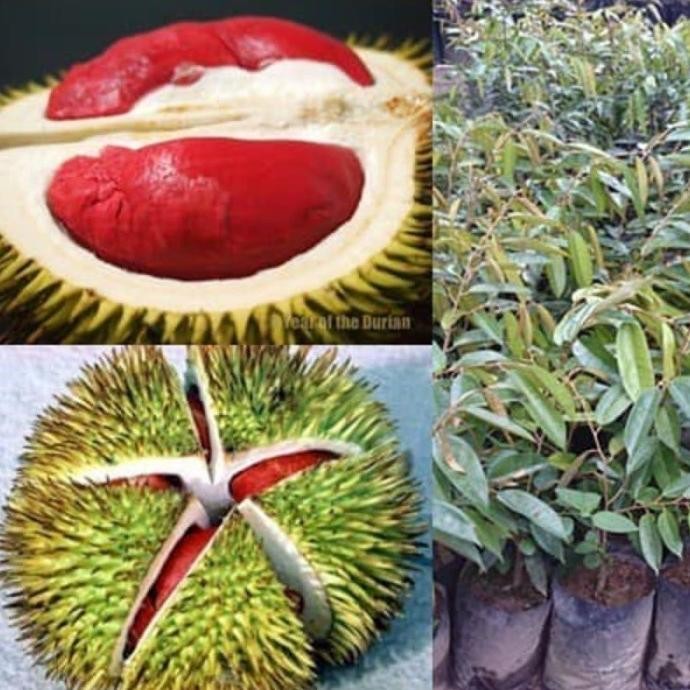 

Terlaris Bibit Durian Merah Banyuwangi
