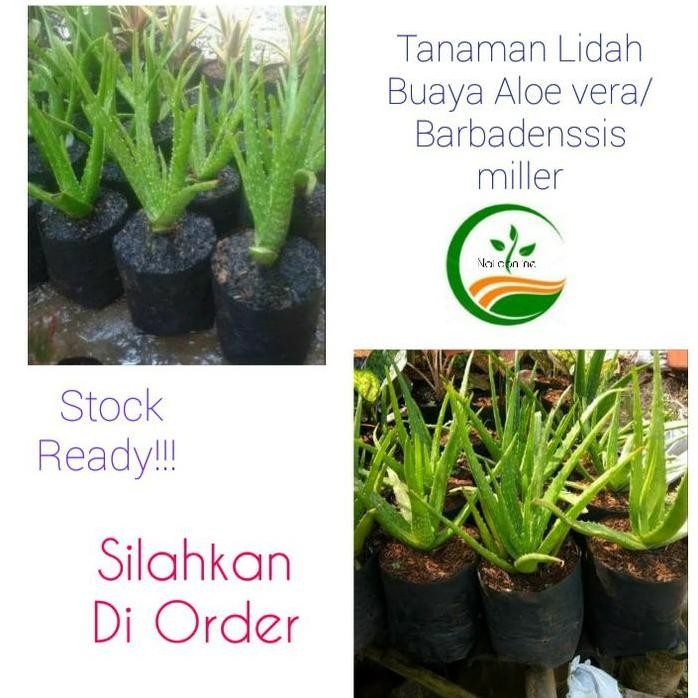

Terlaris Bibit Tanaman Lidah Buaya ( Aloe Vera ) /Barbadensis Miller