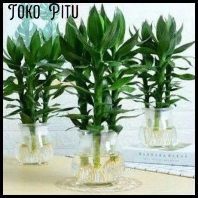 BAMBU HOKI JUMBO LANGKA BAMBU HOKI BESAR GEMUK