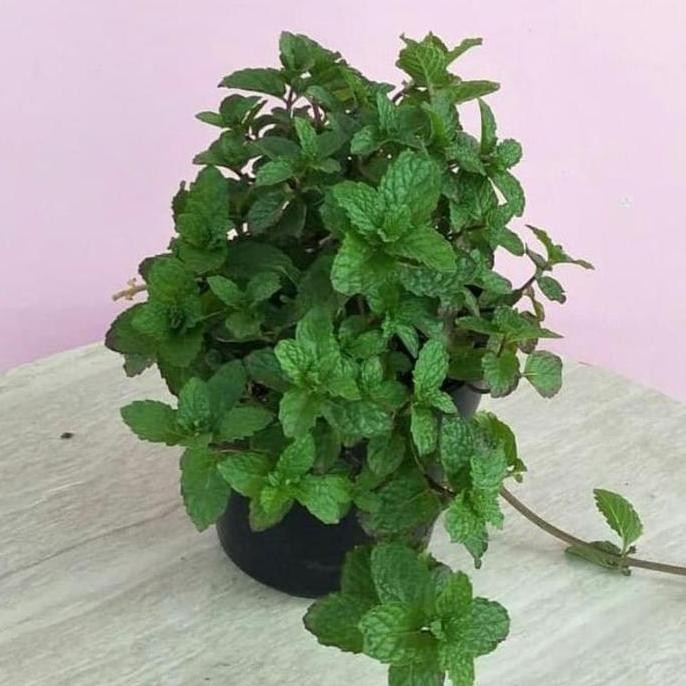 

Terlaris Terlaris!! Bibit Tanaman Daun Mint Best Seller!!