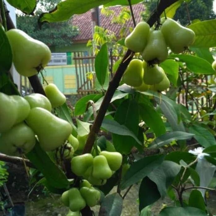 

Terlaris Bibit Tanaman Jambu Air Madu Deli Hijau (Mdh) .