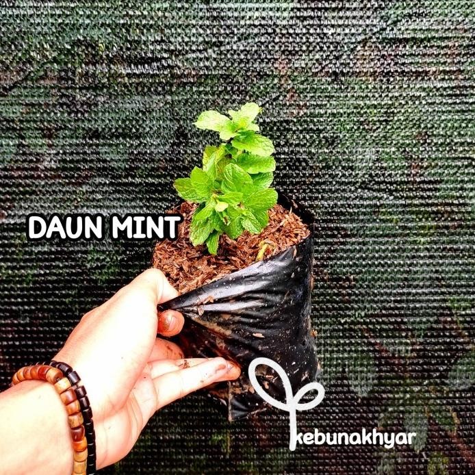 

Terlaris Bibit Daun Mint Tanaman Daun Mint Sweet Mint